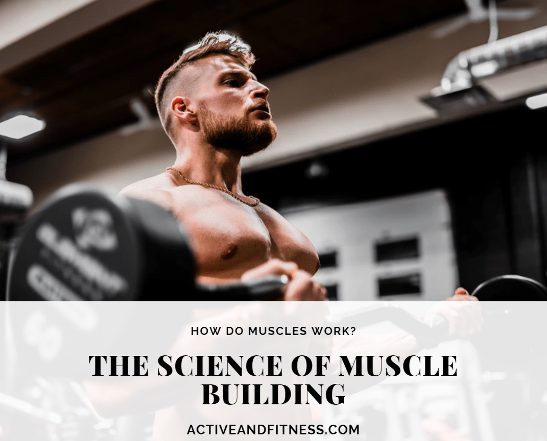 The Science Of Muscle Building - Active And Fitness